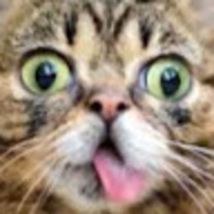 Meet your Posher, Cora